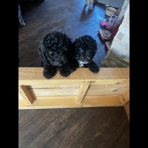 Cockapoo - Both