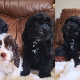 Cockapoo - Both