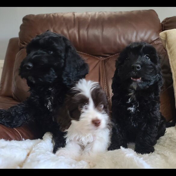Cockapoo - Both