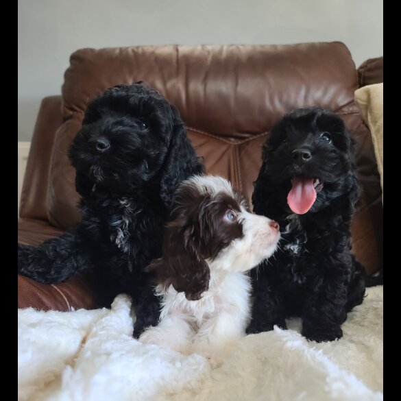 Cockapoo - Both