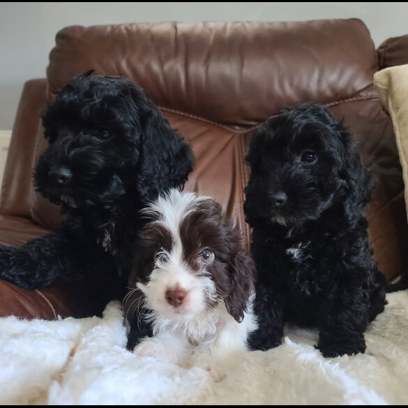 Cockapoo - Both
