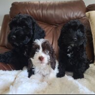 Cockapoo - Both