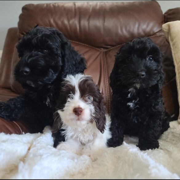 Cockapoo - Both