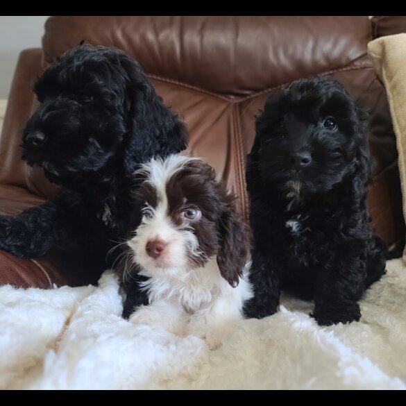 Cockapoo - Both
