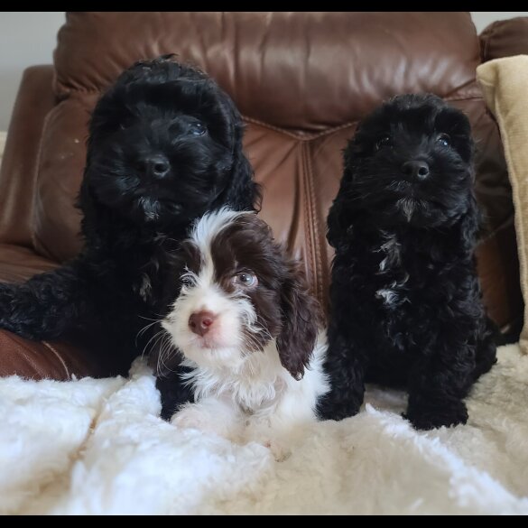 Cockapoo - Both