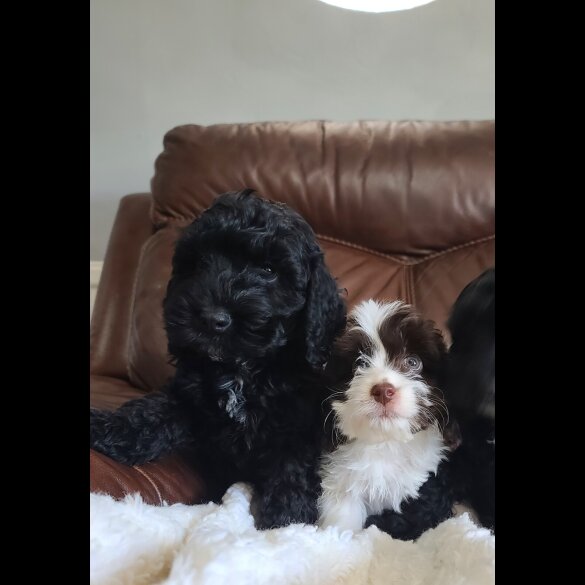 Cockapoo - Both