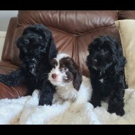 Cockapoo - Both