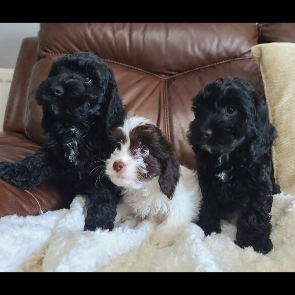 Cockapoo - Both