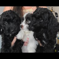 Cockapoo - Both