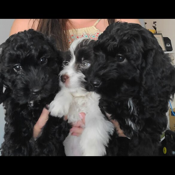 Cockapoo - Both