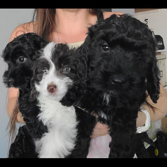 Cockapoo - Both