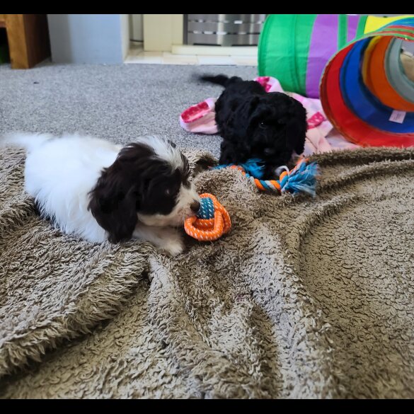 Cockapoo - Both