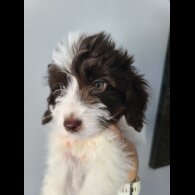 Cockapoo - Both
