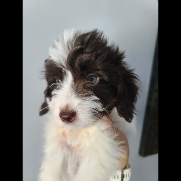 Cockapoo - Both