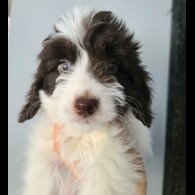 Cockapoo - Both