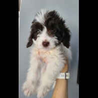 Cockapoo - Both