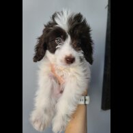 Cockapoo - Both