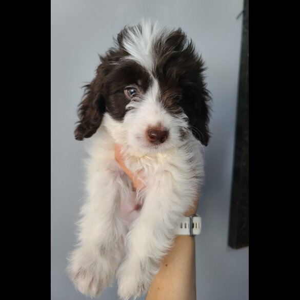 Cockapoo - Both