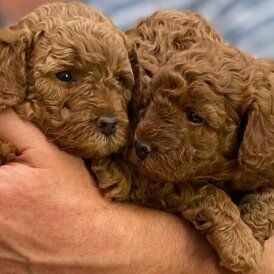 Cockapoo - Both