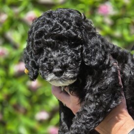 Cockapoo - Dogs
