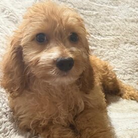 Cockapoo - Both
