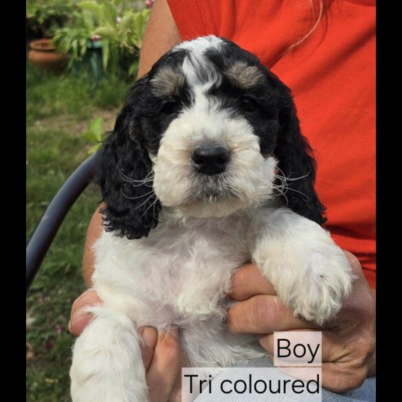 Cockapoo - Both