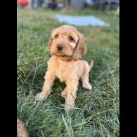 Cockapoo - Both
