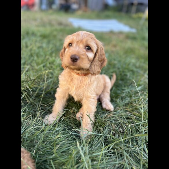 Cockapoo - Both