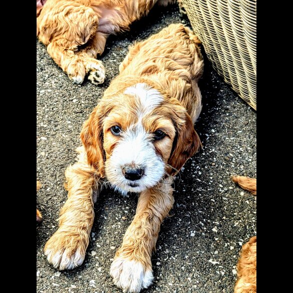 Cockapoo - Both