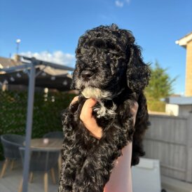 Cockapoo - Dogs