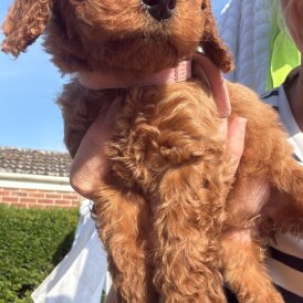 Cockapoo - Both