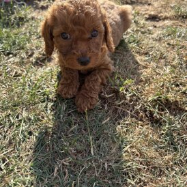 Cockapoo - Both