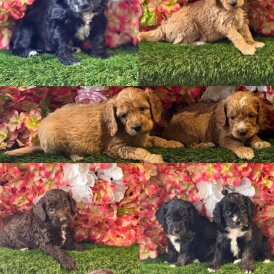 Cockapoo - Both