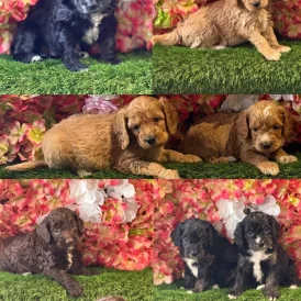 Cockapoo - Both