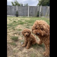 Cockapoo - Both
