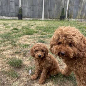Cockapoo - Both