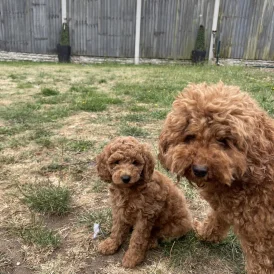 Cockapoo - Both