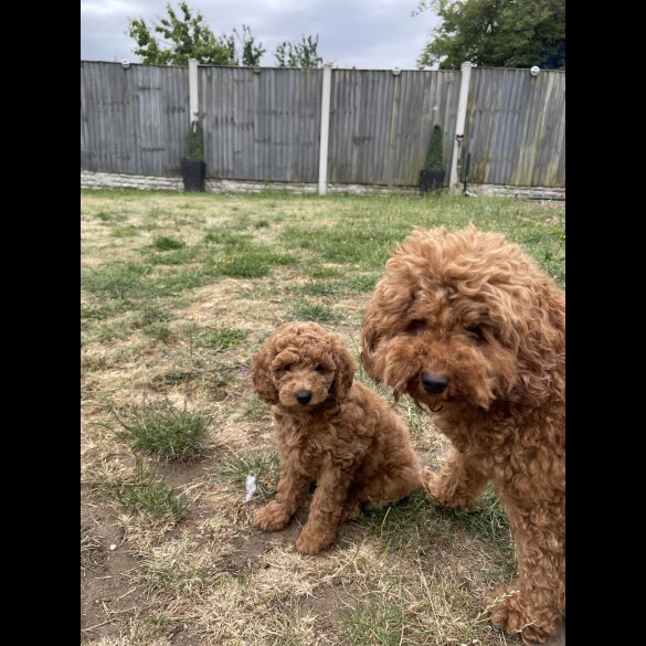 Cockapoo - Both
