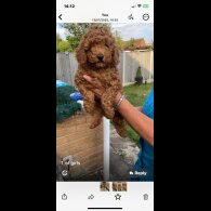 Cockapoo - Both