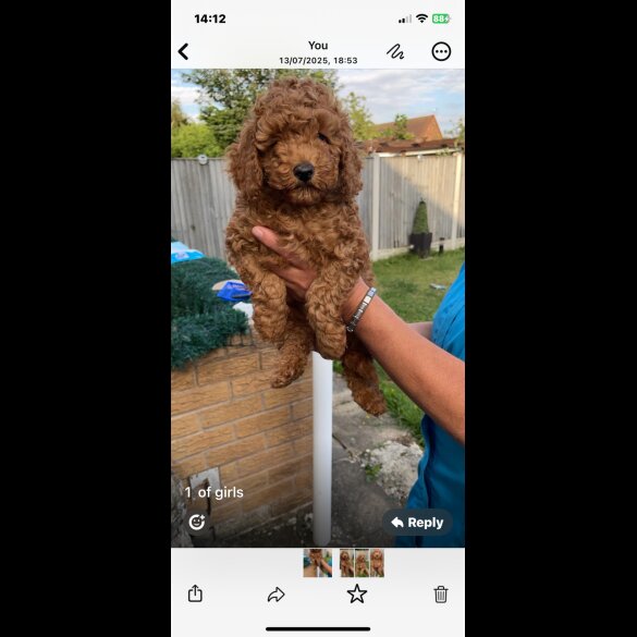 Cockapoo - Both