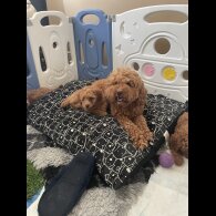 Cockapoo - Both
