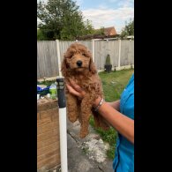 Cockapoo - Both