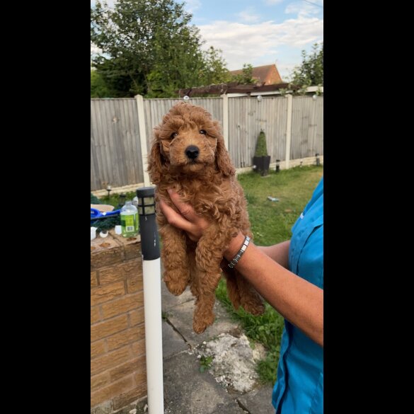 Cockapoo - Both