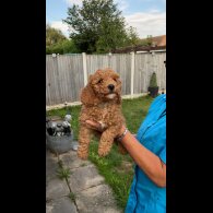Cockapoo - Both