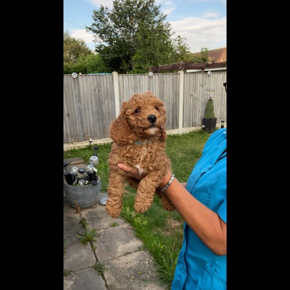 Cockapoo - Both