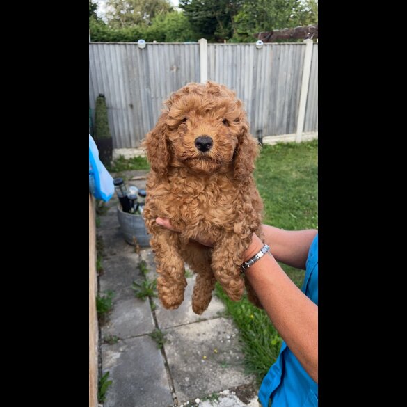Cockapoo - Both