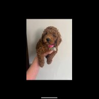 Cockapoo - Both