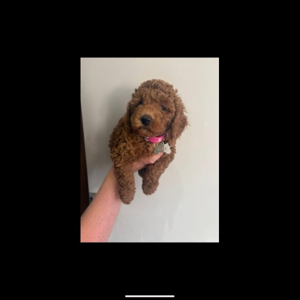 Cockapoo - Both