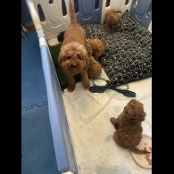 Cockapoo - Both