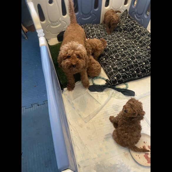 Cockapoo - Both